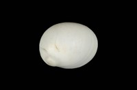 藏品(白玉螺)的圖片